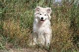 CHIEN FINNOIS DE LAPONIE 207